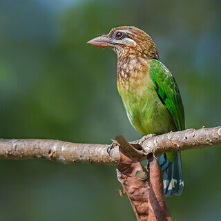 Thattekad - Groene baardvogel